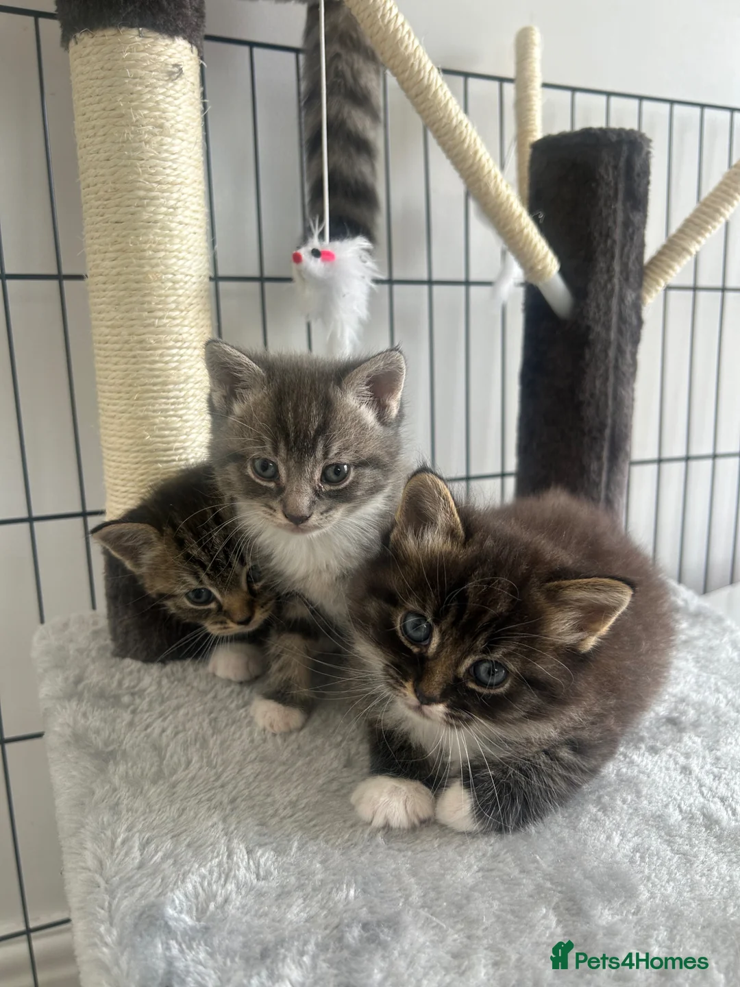 Mixed Breed cats for sale: 3 mixed breed kittens   in Brierley Hill - Advert 1