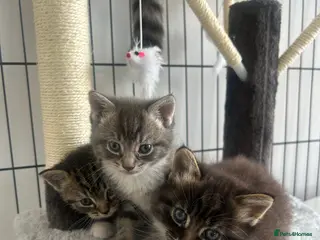 Mixed Breed cats 2 mixed breed kittens - Advert 6