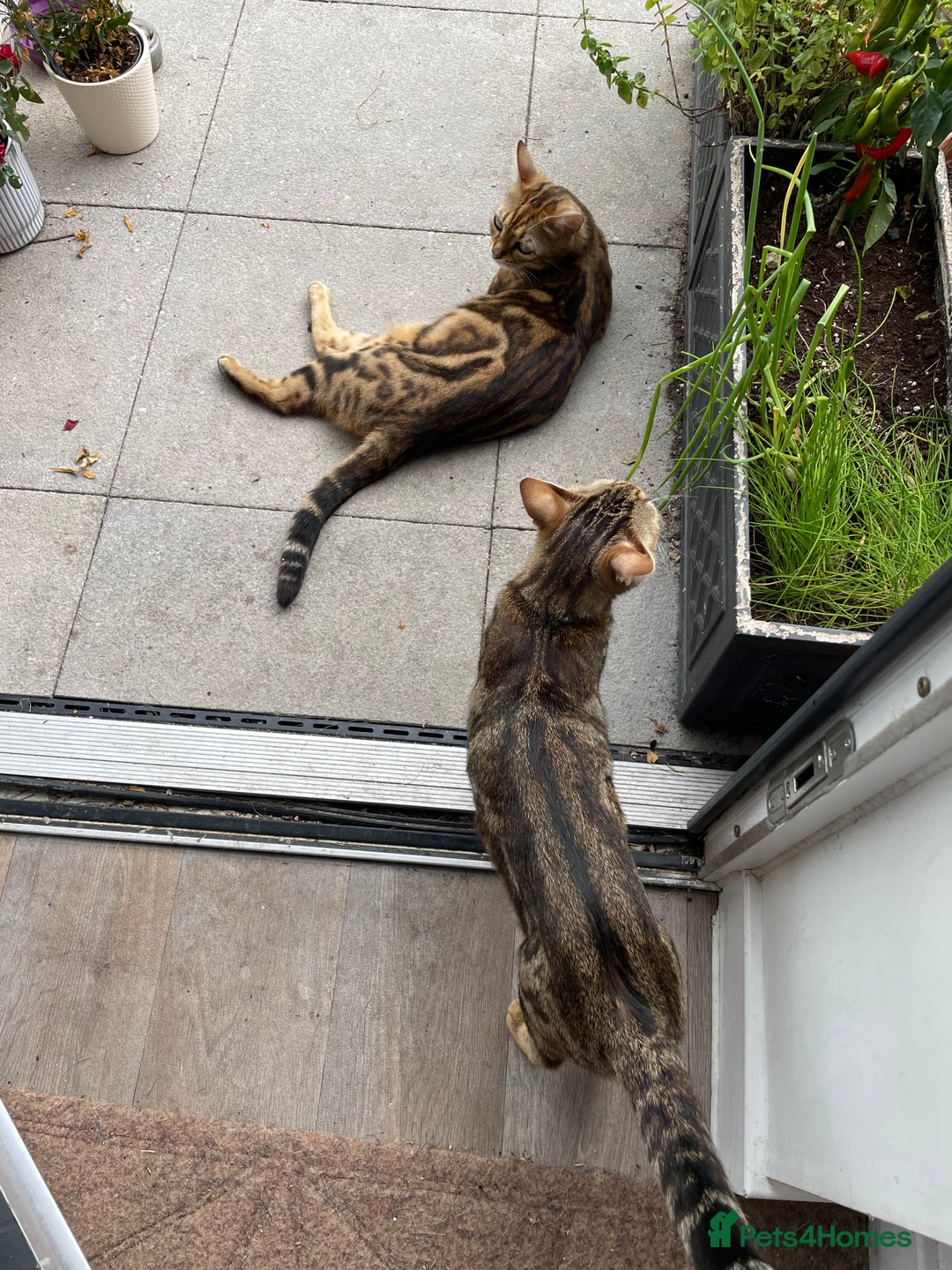 Bengal cats for sale: 9 BENGAL RAGDOLL X KITTENS - Image 2