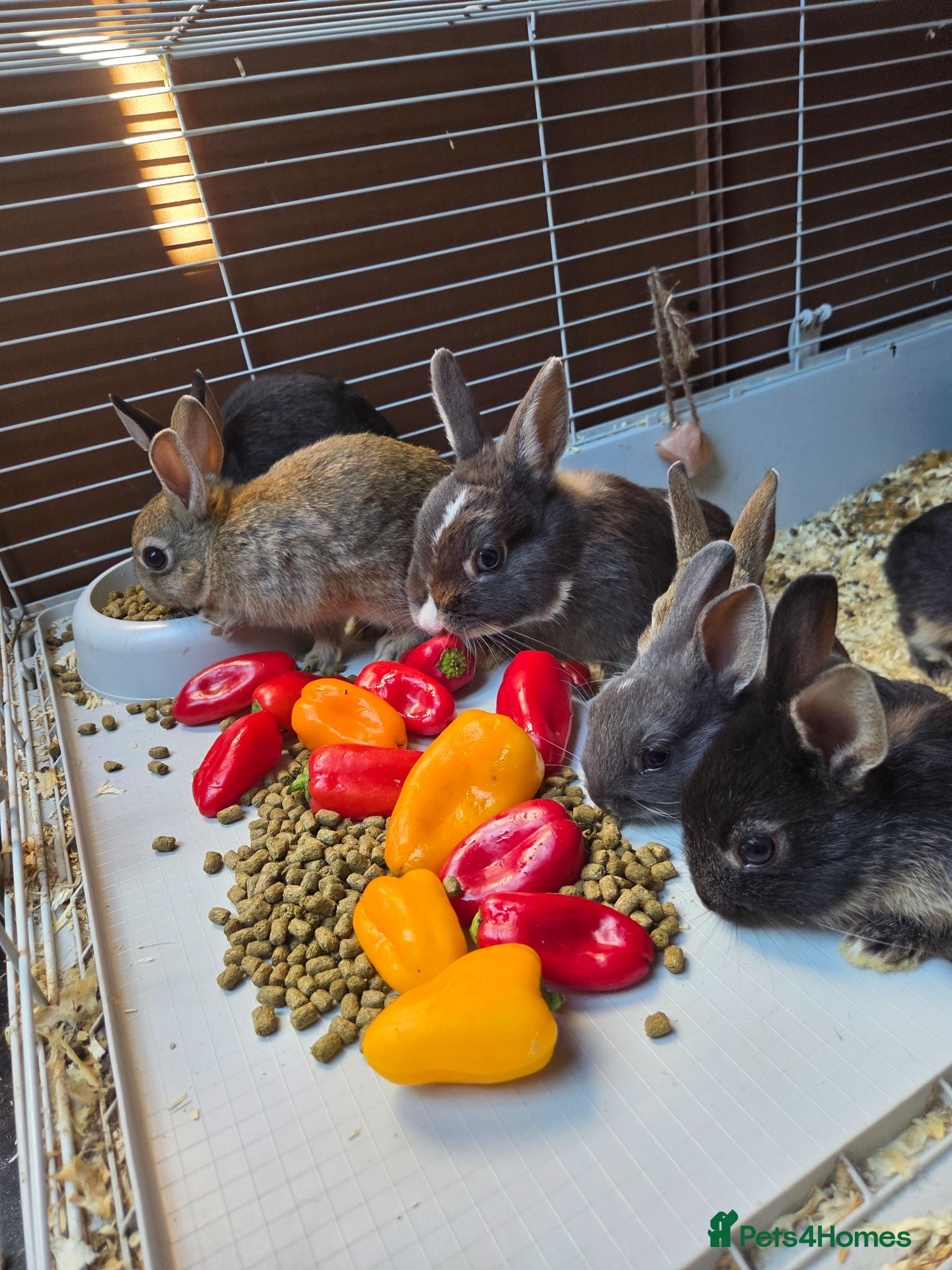 Netherland Dwarf rabbits Netherland Dwarf rabbits - Advert 21