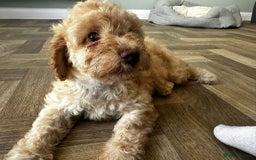 Cockapoo dogs for sale: 4 girls and 1 boy beautiful cockapoo - Image 5