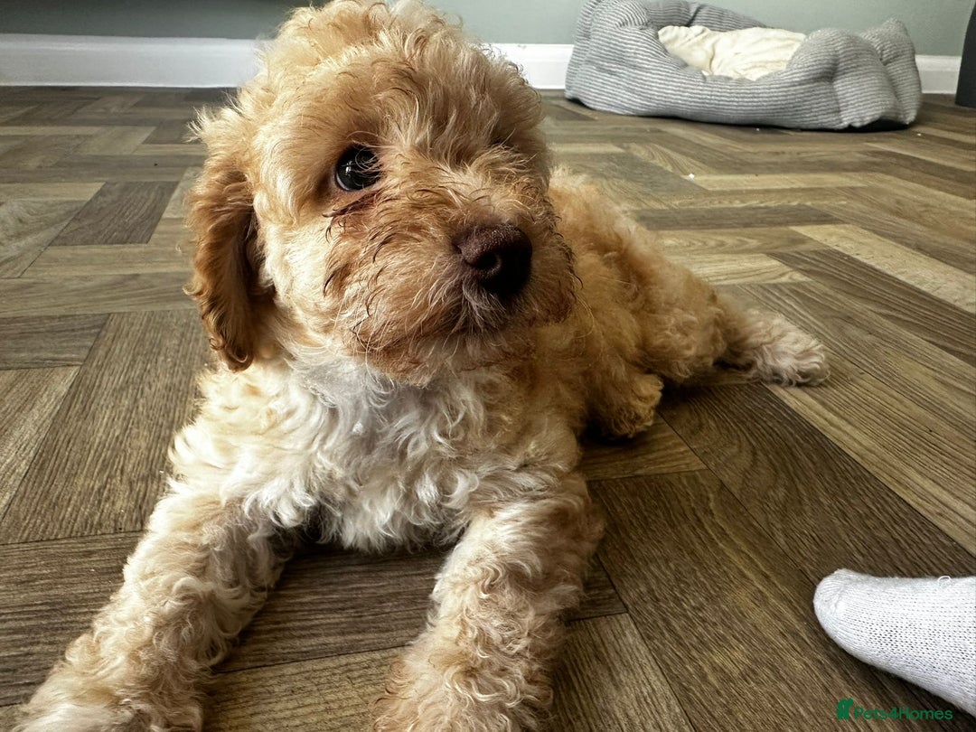 Cockapoo dogs for sale: 4 girls and 1 boy beautiful cockapoo - Image 5