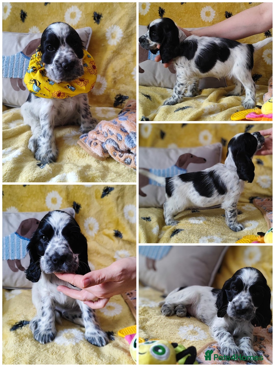 Cocker Spaniel dogs for sale: KC English Show Type Cocker Spaniel Puppies  - Image 11