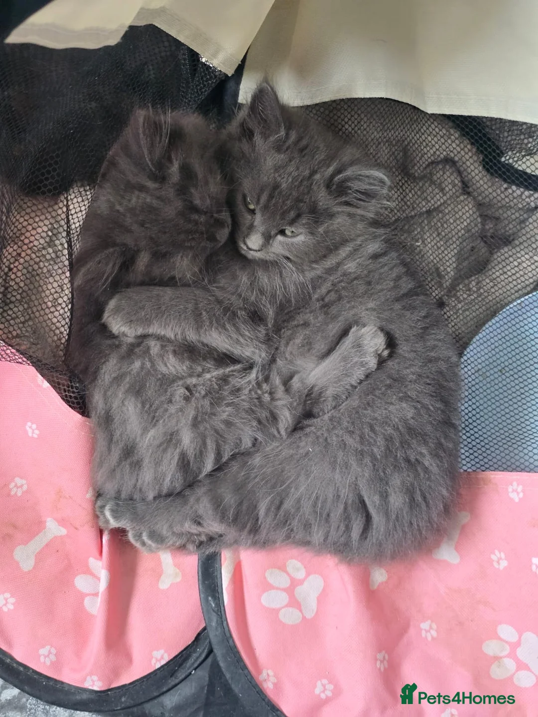 Ragdoll cats for sale: Final 2 ragdoll/persian kittens  - Advert 2