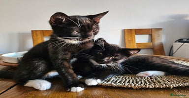 Mixed Breed cats - Advert 8