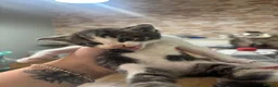 Mixed Breed cats for sale: 4 beautiful boy kittens 1/4 Maine coon  in Aylesbury - Advert 9