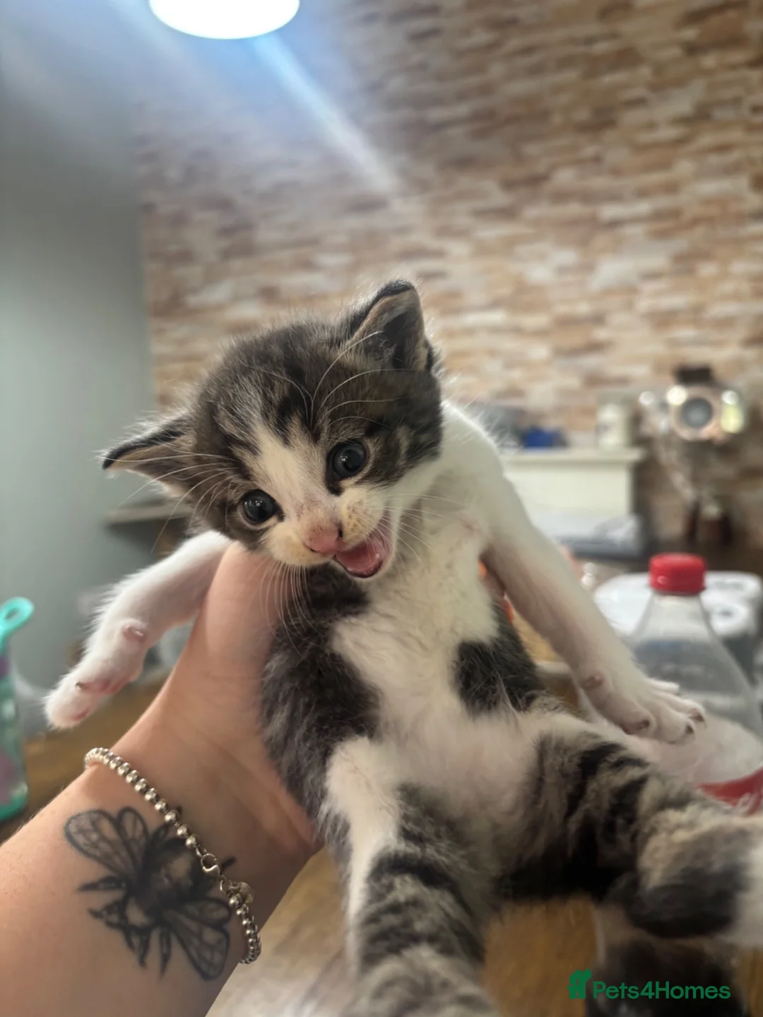 Mixed Breed cats for sale: 4 beautiful boy kittens 1/4 Maine coon  in Aylesbury - Advert 9