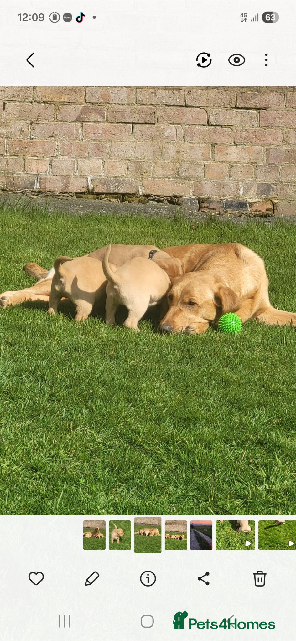 Labrador Retriever dogs Quality Labrador puppies ready to reserve.  - Advert 15