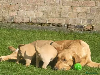 Labrador Retriever dogs Quality Labrador puppies ready to reserve. - Advert 15