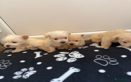 West Highland Terrier dogs for sale: DNA health tested Westie-poos  - Image 22