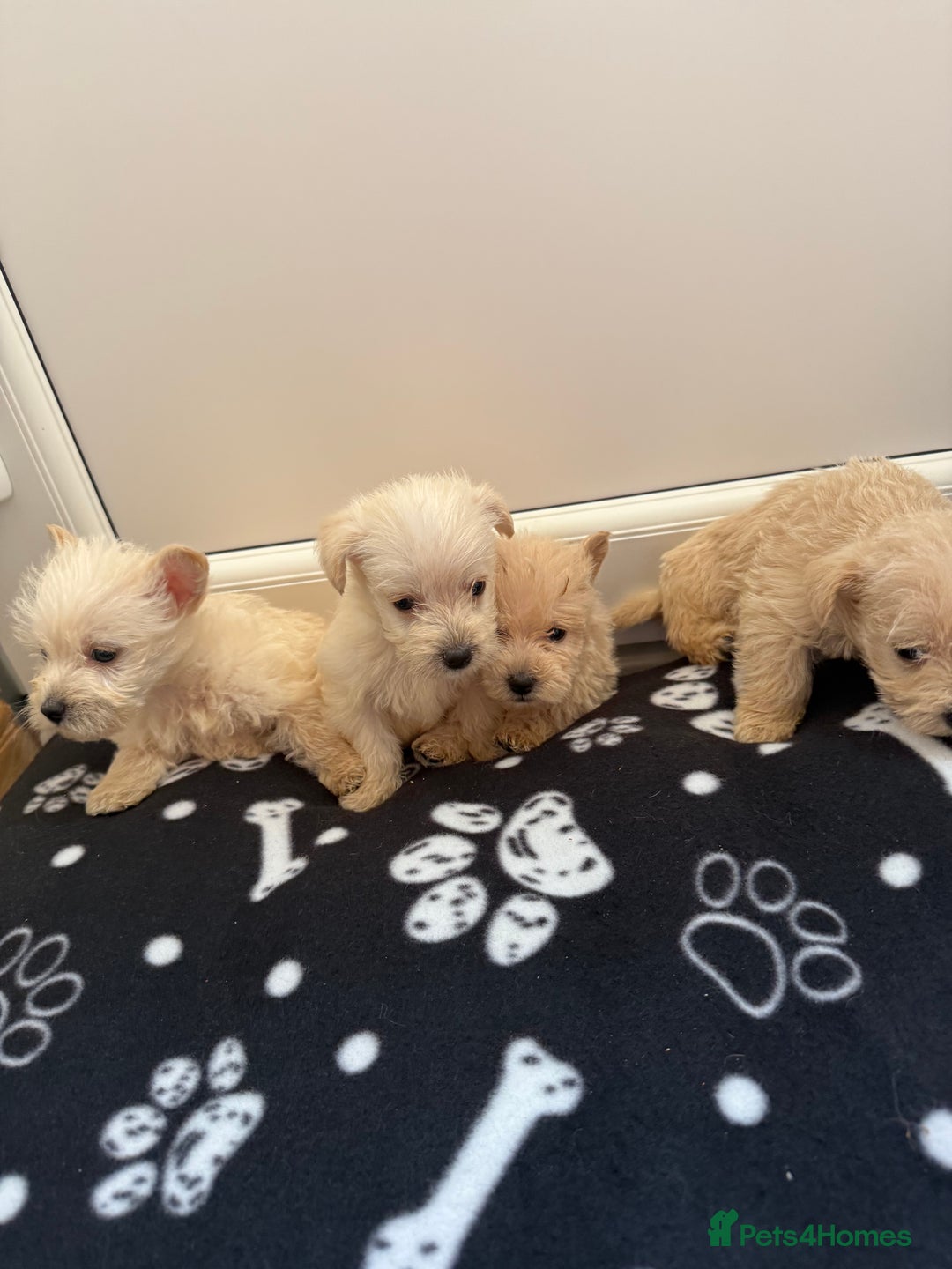 West Highland Terrier dogs for sale: DNA health tested Westie-poos  - Image 22