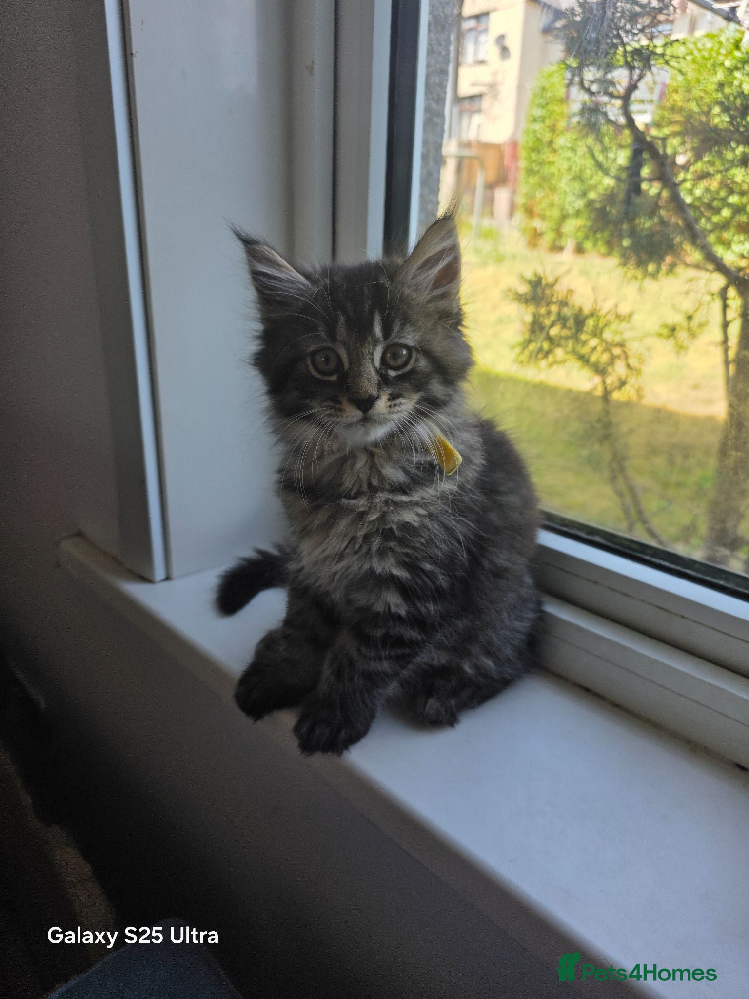Maine Coon cats Ready now adorable maine coon Kittens 4bs & 1g - Advert 1
