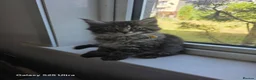 Maine Coon cats for sale: Ready now adorable maine coon Kittens 4bs & 1g - Advert 14