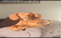 Cocker Spaniel dogs for stud: Cocker Spaniel for Stud - Image 3