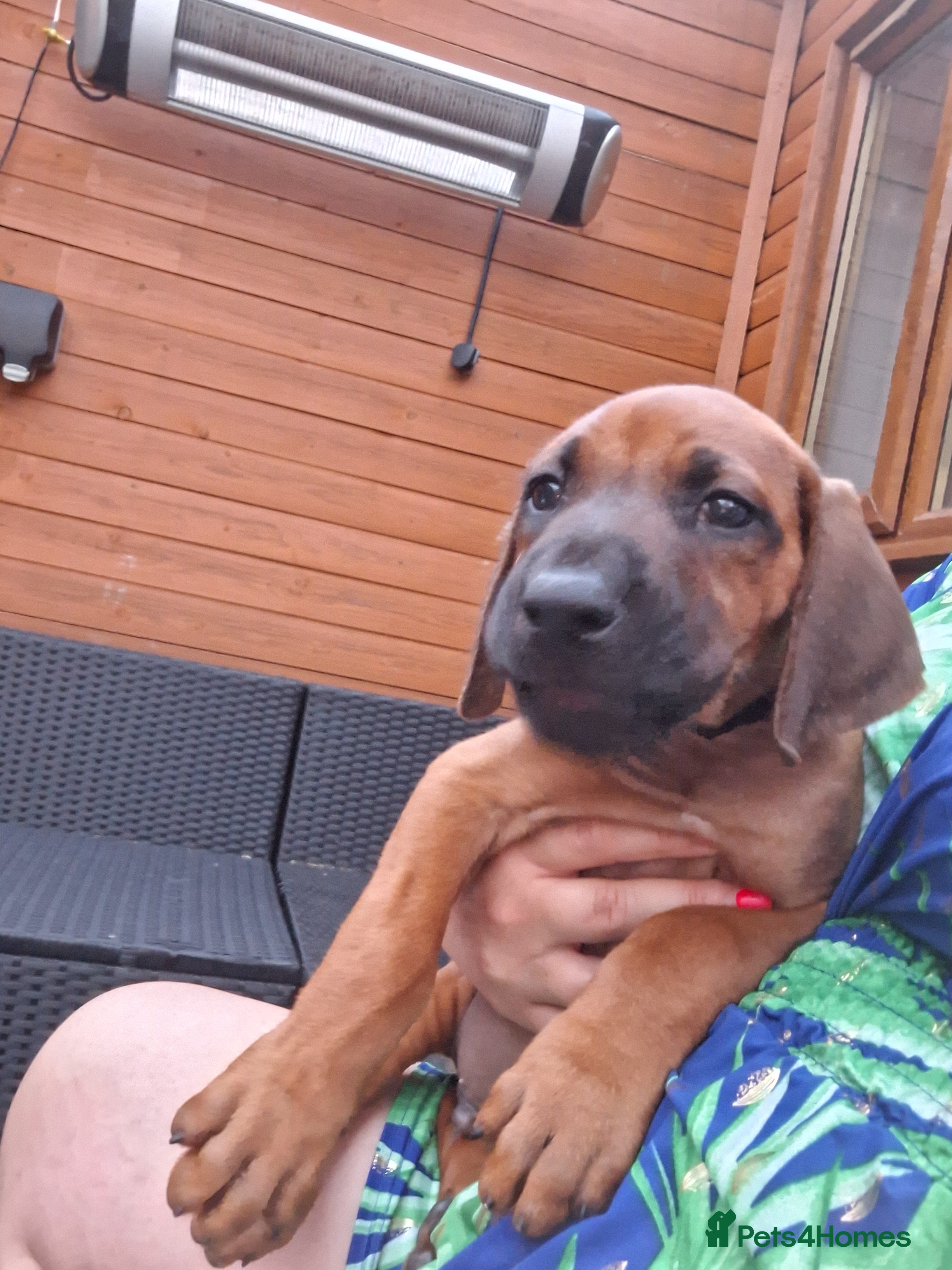 Rhodesian Ridgeback dogs Champion Bloodline Pups Available  - Advert 2