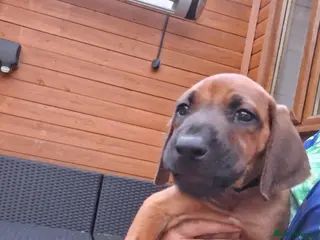Rhodesian Ridgeback dogs Champion Bloodline Pups Available - Advert 2