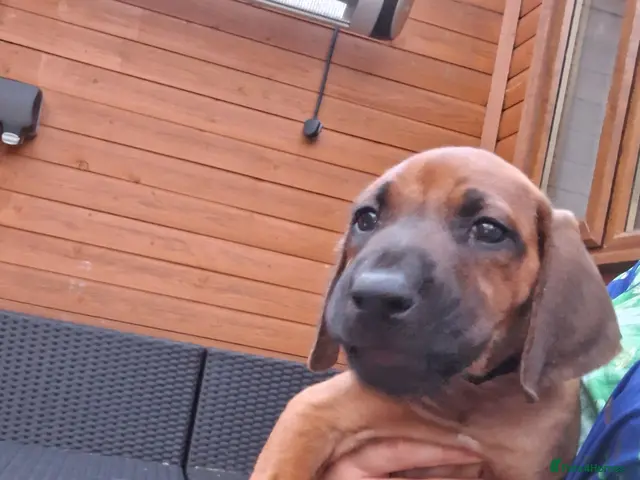 Rhodesian Ridgeback dogs for sale: Champion Bloodline Pups Available - Advert 2