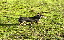 Mixed Breed dogs for sale: Adorable Daxi Jacks - Image 13