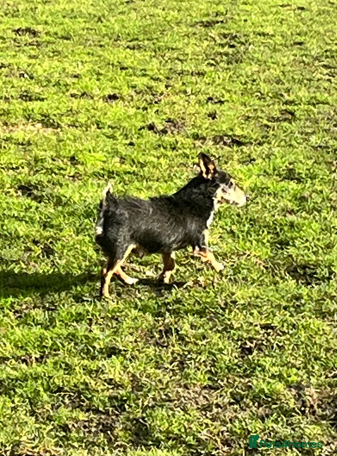 Mixed Breed dogs for sale: Adorable Daxi Jacks - Image 13