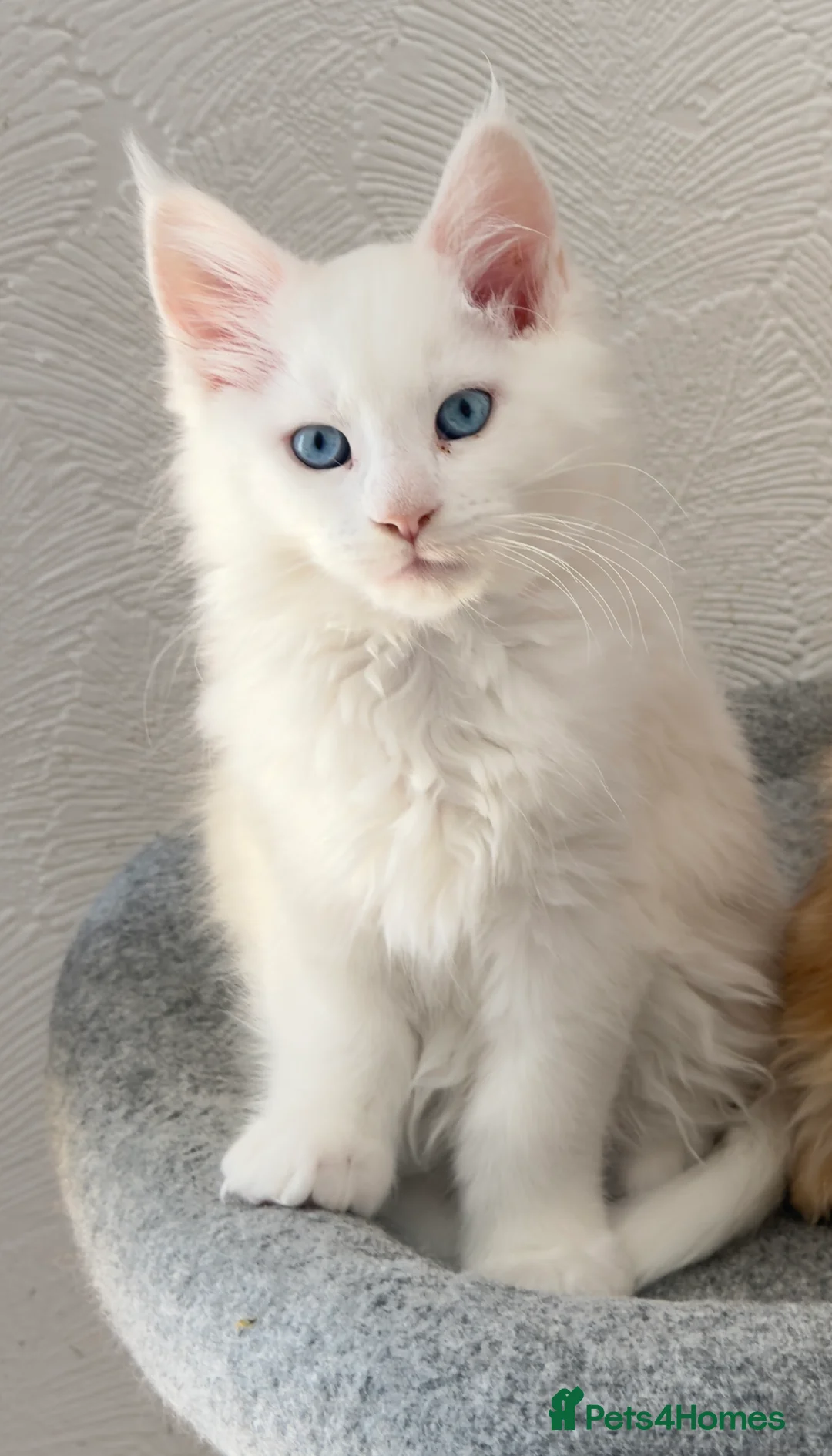 Maine Coon cats for sale: Maine Coon Kittens - Advert 20