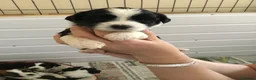 Tibetan Terrier dogs for sale: Kc registered litter of Tibetan terriers  - Advert 11