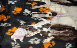 English Springer Spaniel dogs for sale: English Springer Spaniel pups - Image 9