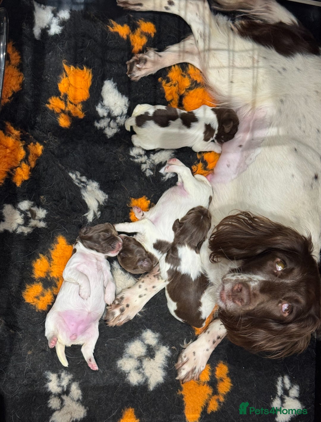 English Springer Spaniel dogs for sale: English Springer Spaniel pups - Image 9