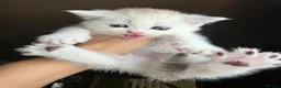 Munchkin cats for sale: Scottish Kilts ( MUNCHKIN FOLD) kittens 😸  in Gloucester - Advert 15
