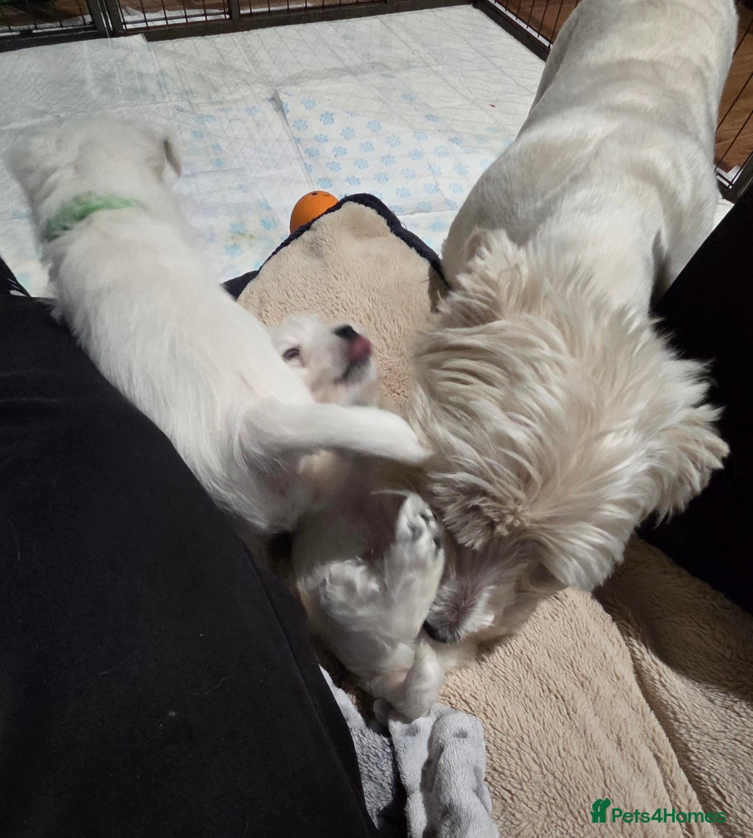 West Highland Terrier dogs for sale: Gorgeous pedigree westies, excellent bloodlines - Image 10