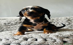 Miniature Dachshund dogs for sale: 4 beautiful daschunds  - Image 8