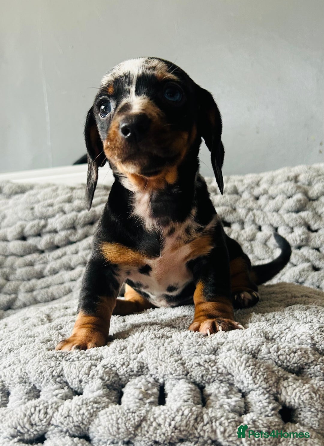 Miniature Dachshund dogs for sale: 4 beautiful daschunds  - Image 8
