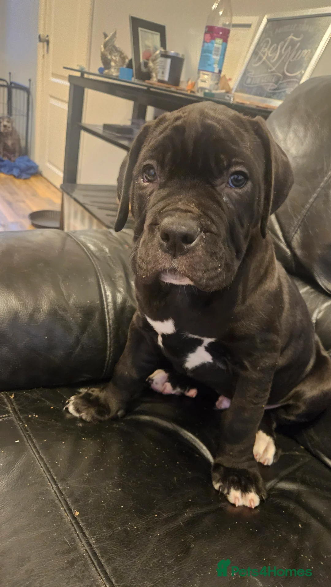 Cane Corso dogs for sale: Merle and brindle cane corso - Advert 2