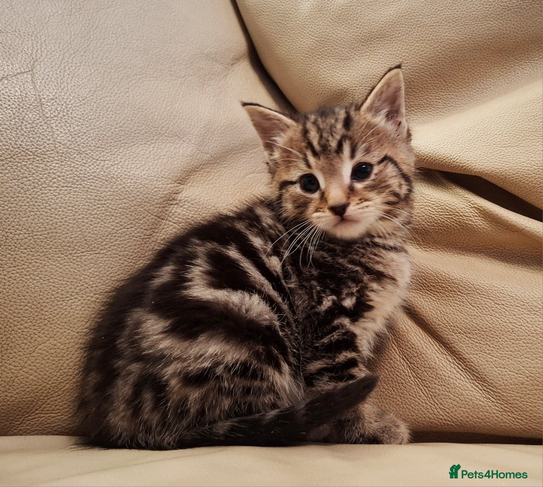 Mixed Breed cats for sale: Bengal x kitten boy - Advert 1