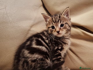 Mixed Breed cats Bengal x kitten boy - Advert 1