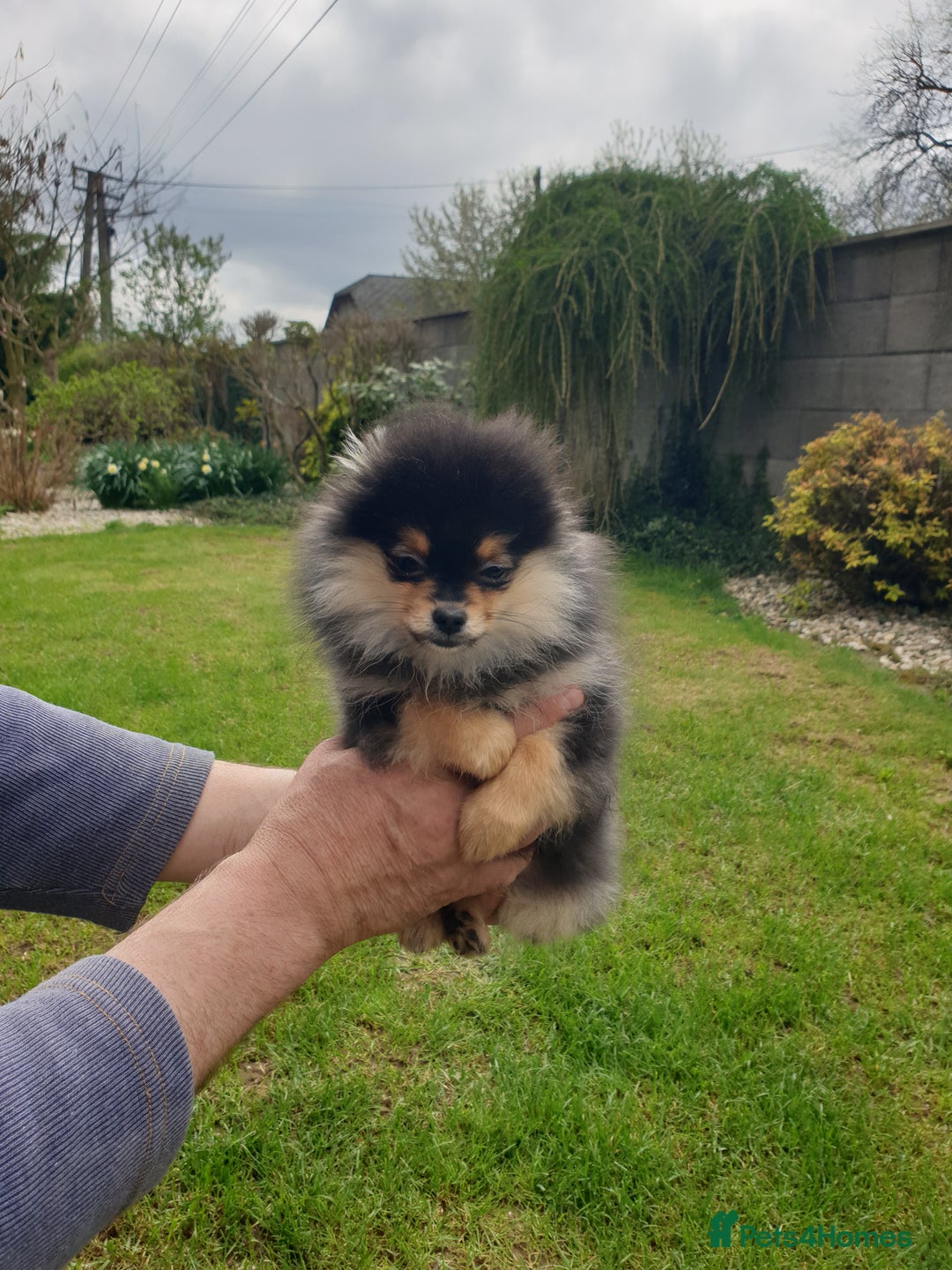 Pomeranian dogs for sale: STANN in Bradford - Image 1