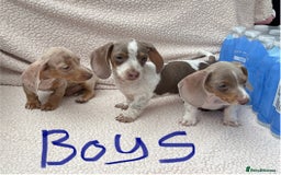 Miniature Dachshund dogs for sale: Fully vac RAINBOW MIX MINI DAXI KC REG PRA CLR - Image 7