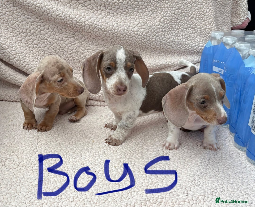 Miniature Dachshund dogs for sale: Fully vac RAINBOW MIX MINI DAXI KC REG PRA CLR - Image 7