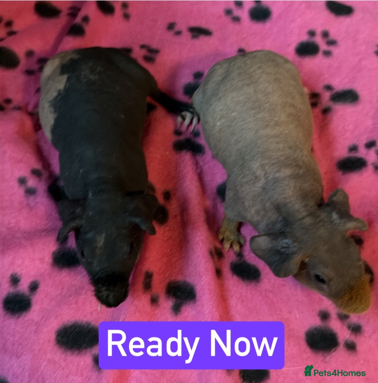 Guinea Pig rodents Skinny/Guinea Pigs - Advert 2