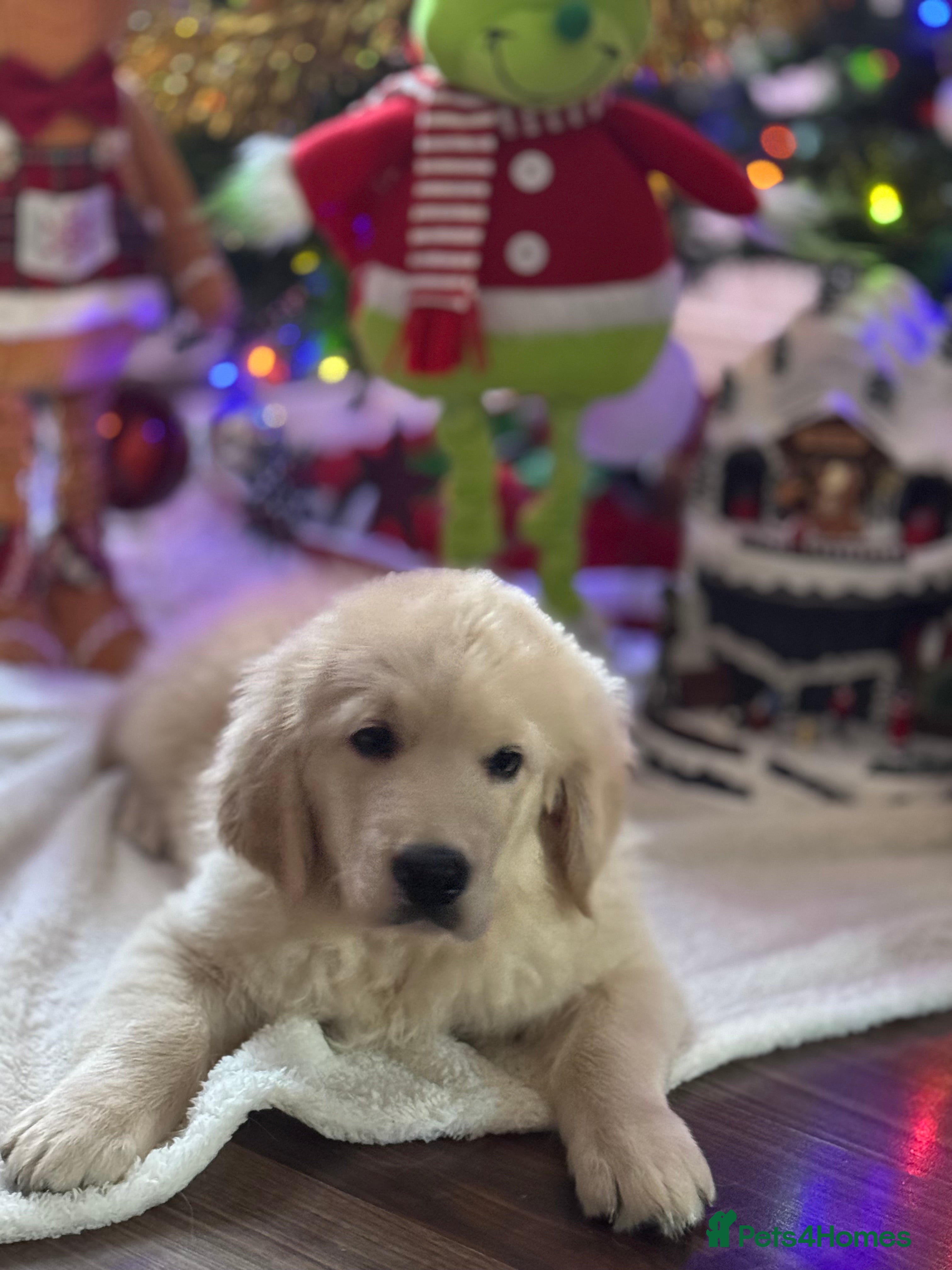 Golden Retriever dogs Beautiful Golden Retriever puppies KC - Advert 1