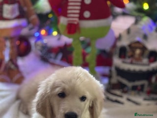 Golden Retriever dogs Beautiful Golden Retriever puppies KC - Advert 1