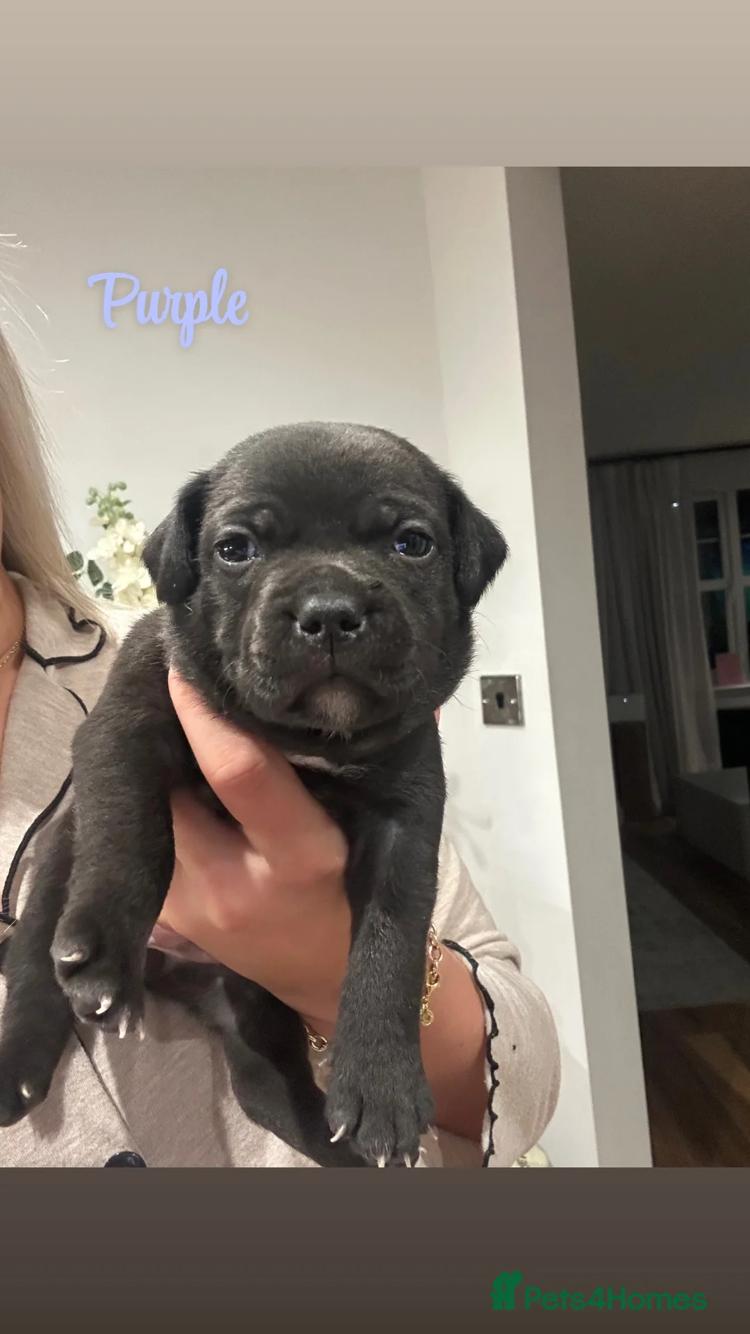 Staffordshire Bull Terrier dogs for sale: VALGLO CHAMPION STAFFORDS - **LAST BOY REMAINING** - Advert 38