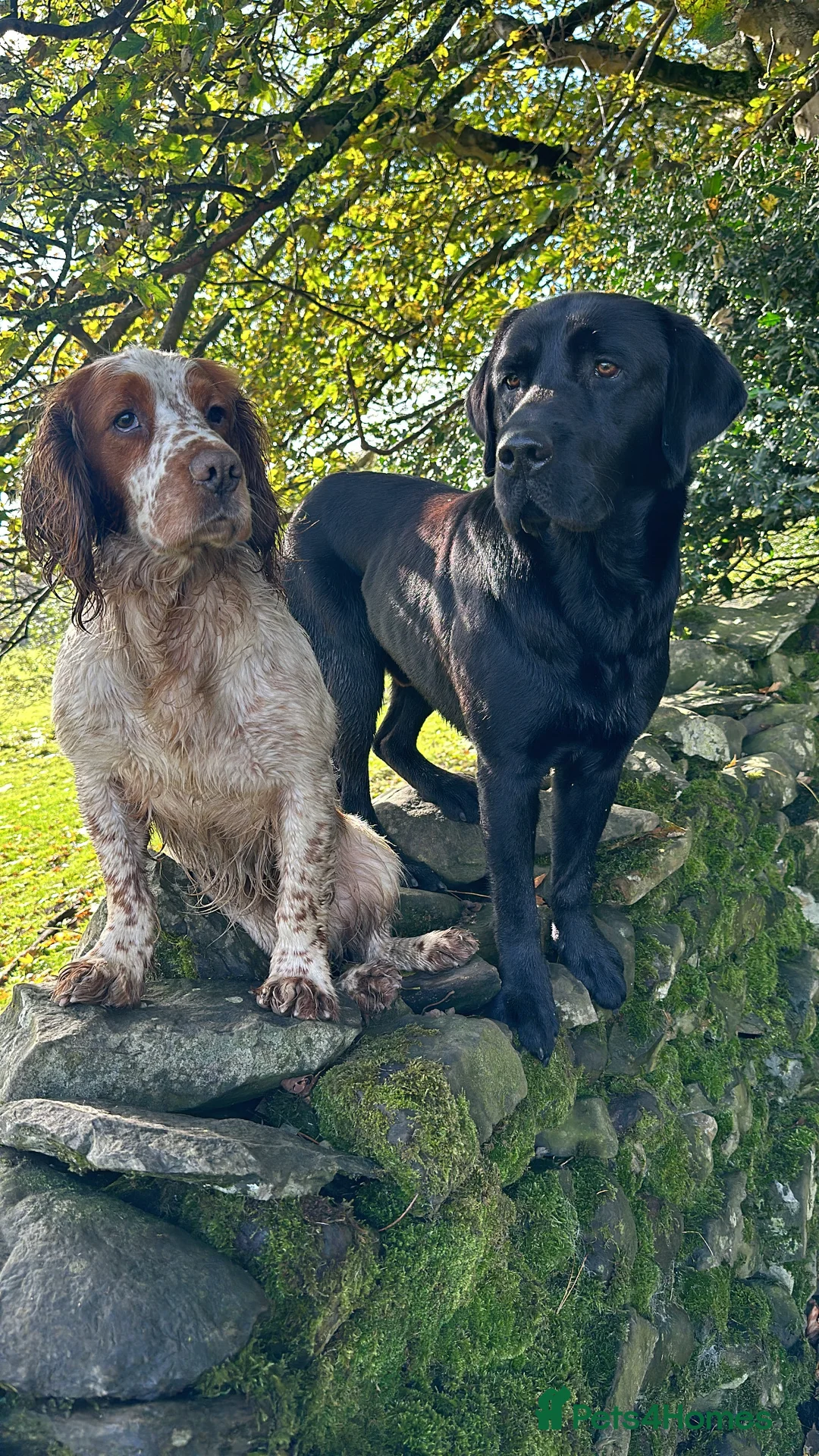 Cocker Spaniel dogs for stud: Kentwone Bayley in Carlisle - Advert 11