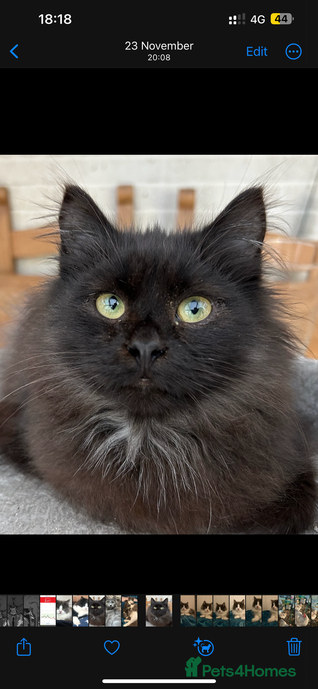 Siberian cats for sale: Pedigree TICA reg Siberian kittens  - Advert 3