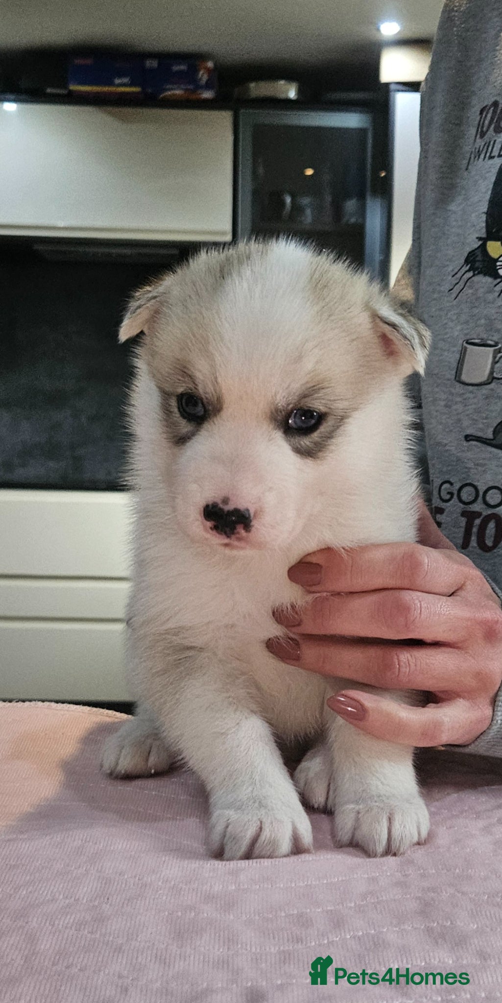 Siberian Husky dogs Stunning health tested Siberian husky puppies - Advert 1