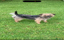 Border Terrier dogs for sale: KC reg border terrier puppies - Image 2