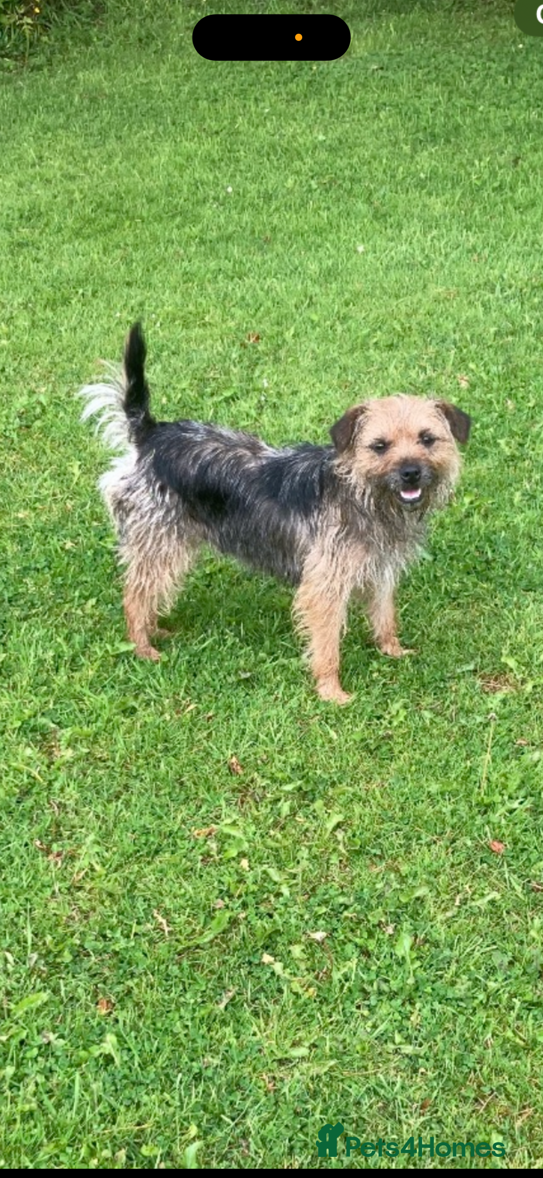 Border Terrier dogs for sale: KC reg border terrier puppies - Image 2