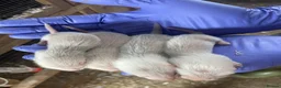 Ferret rodents for sale: Sandy/black self ferrets - Advert 3