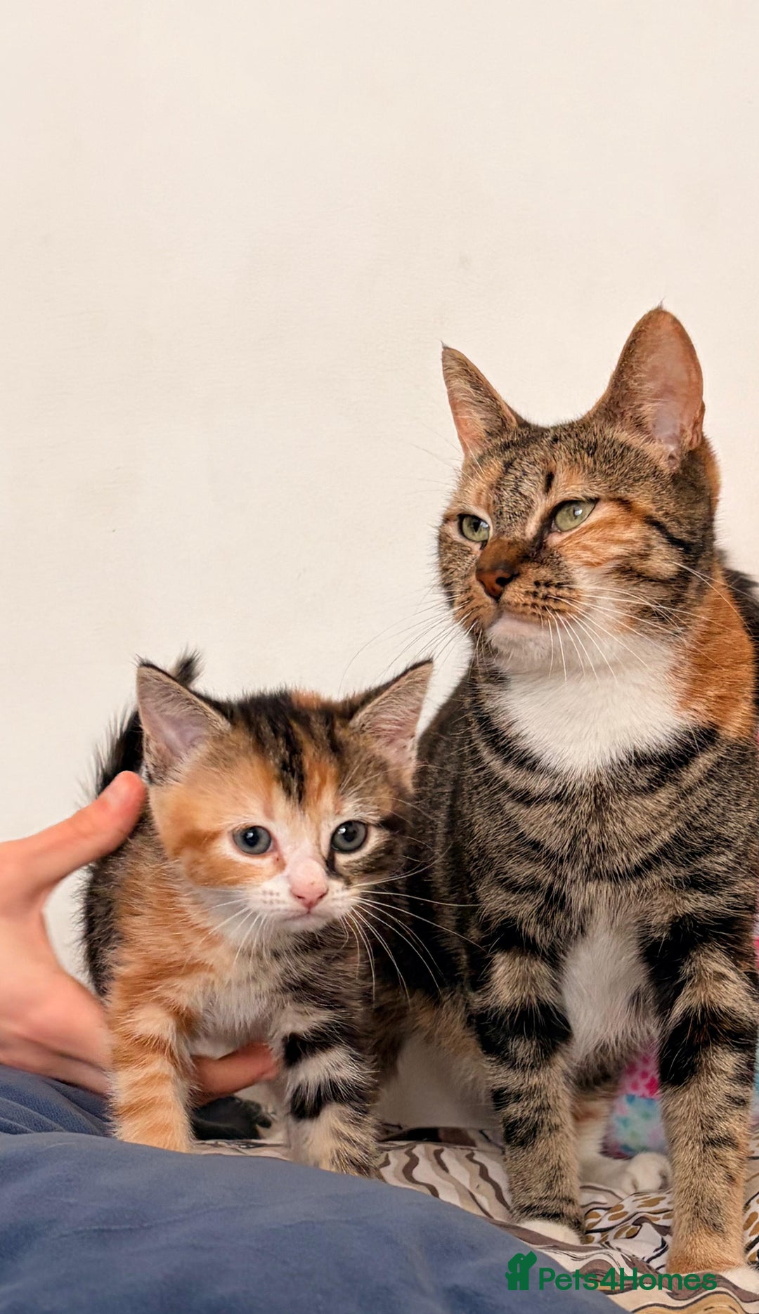 Mixed Breed cats for sale: Lovely kittens  - Advert 8