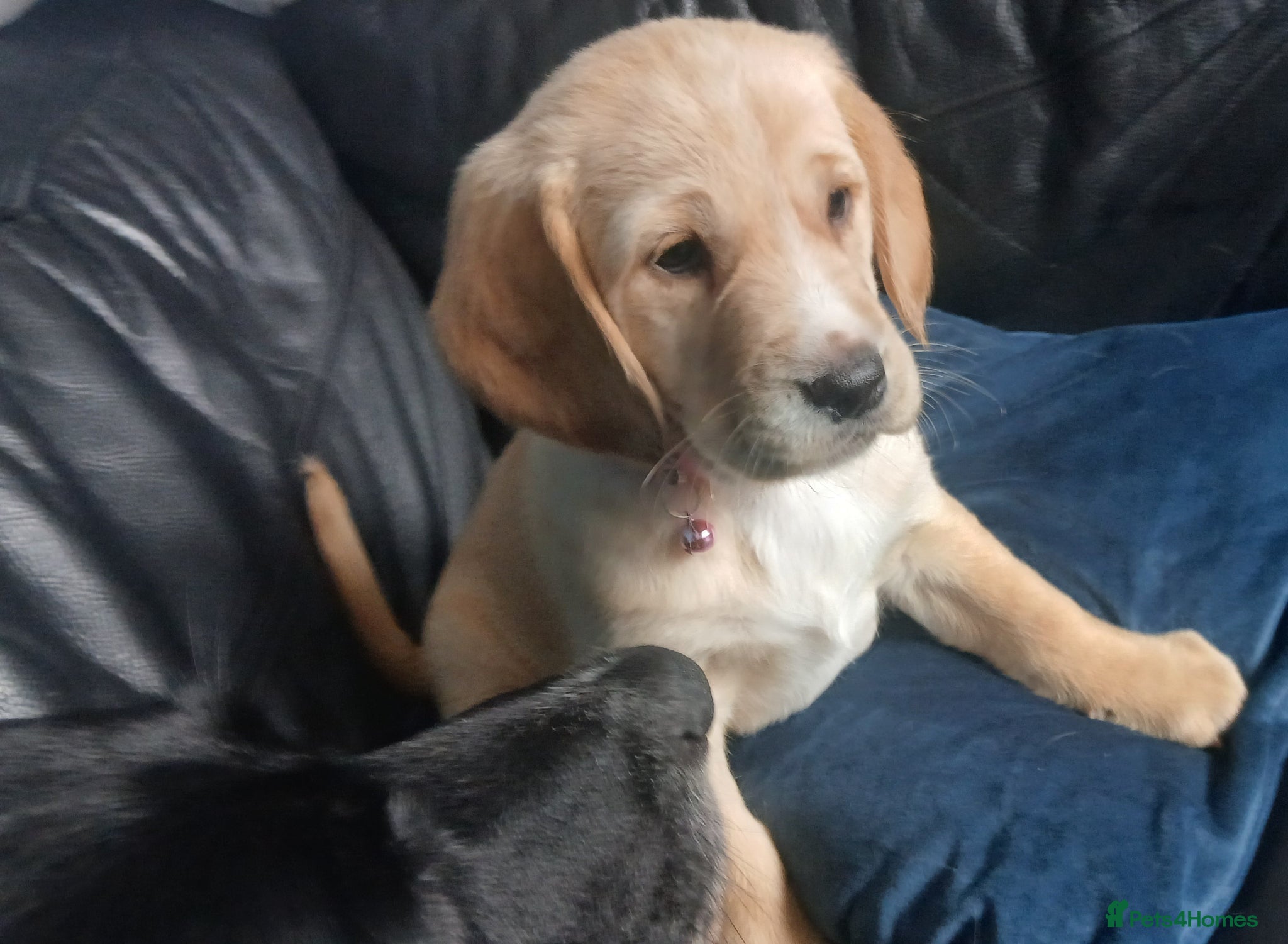 Mixed Breed dogs Crazy cute Cockapoo x Golden Retriever x puppies  - Advert 5