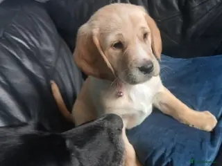 Mixed Breed dogs Crazy cute Cockapoo x Golden Retriever x puppies - Advert 5